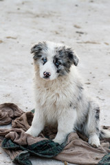 Border Collie