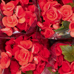 red begonias bouquets closeup, flower background