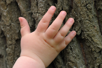 Children's hand is located on an old stump