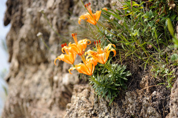岩場に咲く　イワユリ