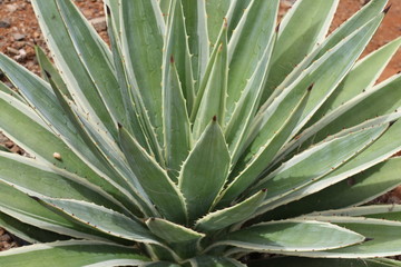 agave furcraea,Gran Canaria