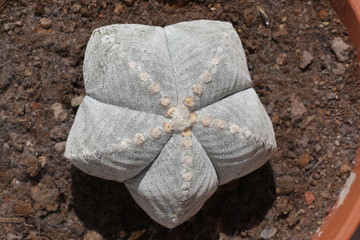 Kaktus Bischofsmuetze,Gran Canaria