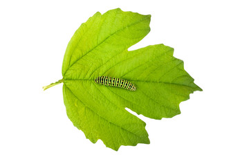 Swallowtail butterfly caterpillar