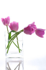 Bouquet of fresh tulips