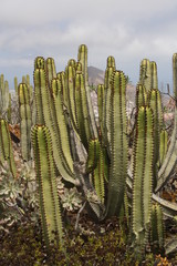 Kanaren- Wolfsmilch,Gran Canaria