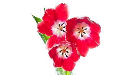 Bouquet of fresh tulips