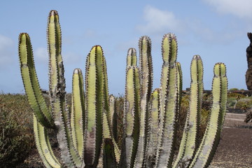 Kanaren- Wolfsmilch,Gran Canaria