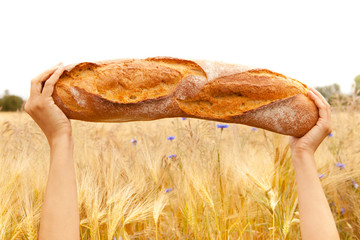 Woman's hand slide threw the golden field of wheat