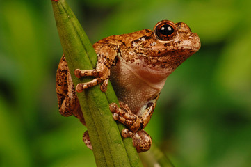 frog on stalk