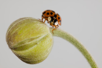 Ladybird on a flower bud