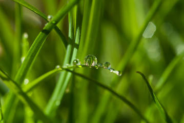 Rain drops on blades of grass