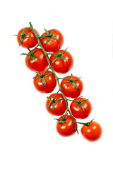 Branch of tomatoes