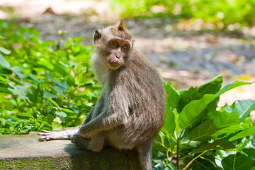Long-tailed macaque