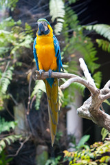 A bright  macaw parrot, sitting on a branch.