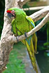 A bright  macaw parrot, sitting on a branch.
