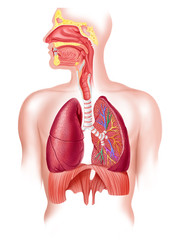 Human full respiratory system cross section - obrazy, fototapety, plakaty