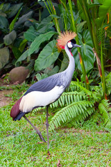 Southern Crowned Grey Crane
