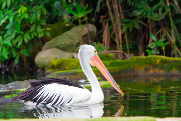 pelican