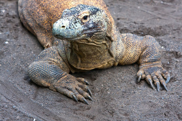 Huge monitor lizard on grey sand