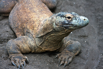 Huge monitor lizard on grey sand