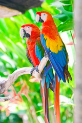 Beautiful colorful parrot