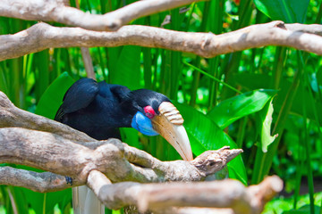 Toucan Bird © Konstantin Kulikov