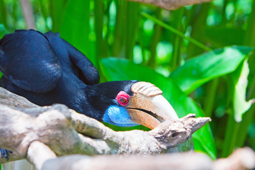 Toucan Bird © Konstantin Kulikov