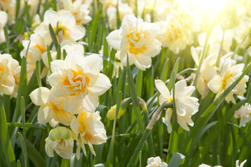 daffodils in the field