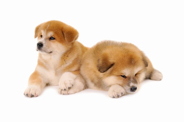 Pets, two Akita inu puppy dogs