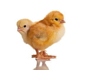 Little chicken animal isolated on white