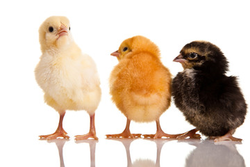 Little chicken animal isolated on white