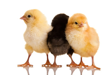 Little chicken animal isolated on white