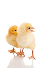 Little chicken animal isolated on white