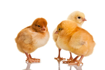 Little chicken animal isolated on white