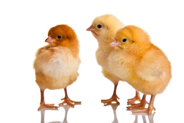 Little chicken animal isolated on white