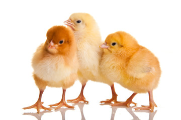 Little chicken animal isolated on white