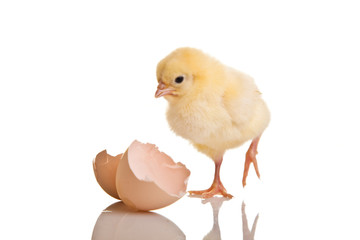 Little chicken animal isolated on white