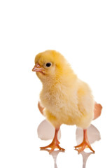 Little chicken animal isolated on white
