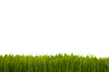 Fototapeta na wymiar Fresh green grass on white isolated background