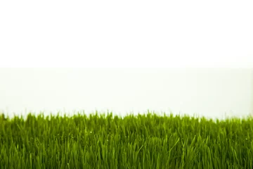 Fototapete Gras Fresh green grass on white isolated background