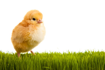 Easter eggs and chickens on green grass on white isolated backgr
