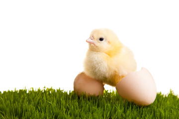 Easter eggs and chickens on green grass on white isolated backgr