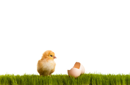 Easter eggs and chickens on green grass on white isolated backgr