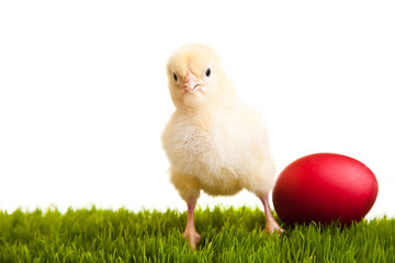 Easter eggs and chickens on green grass on white isolated backgr
