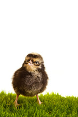 Easter eggs and chickens on green grass on white isolated backgr