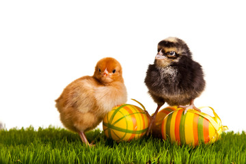 Easter eggs and chickens on green grass on white isolated backgr