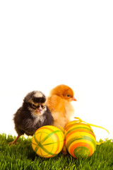 Easter eggs and chickens on green grass on white isolated backgr