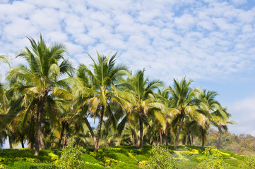 Fototapeta na wymiar Coconut trees in the garden