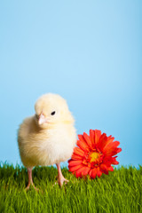 Easter eggs and chickens on green grass on blue background