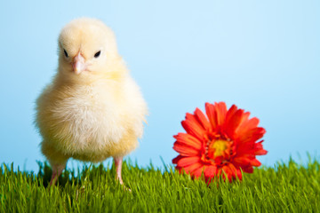 Easter eggs and chickens on green grass on blue background